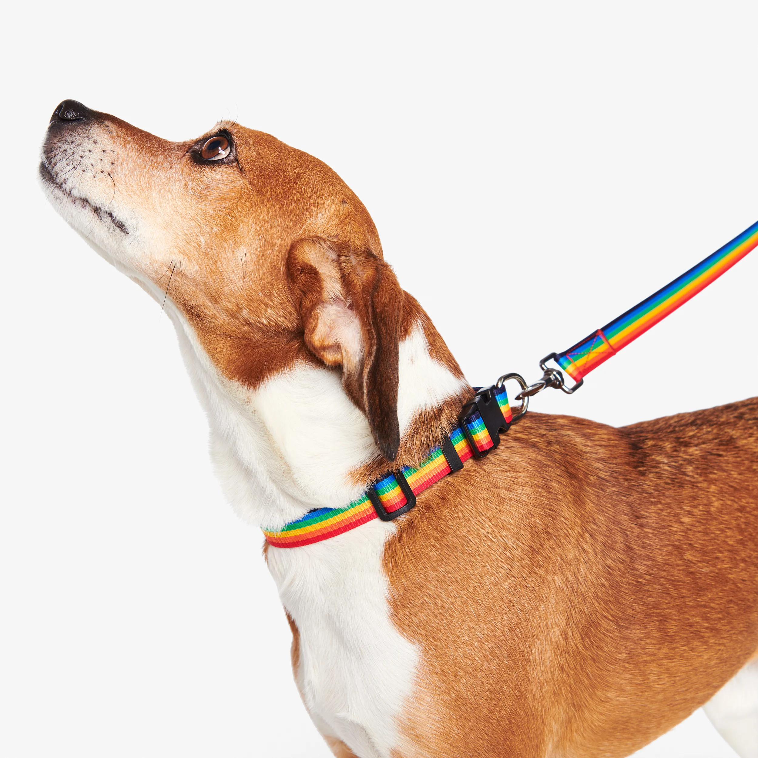 33073-pet-rainbow-collar-1.webp