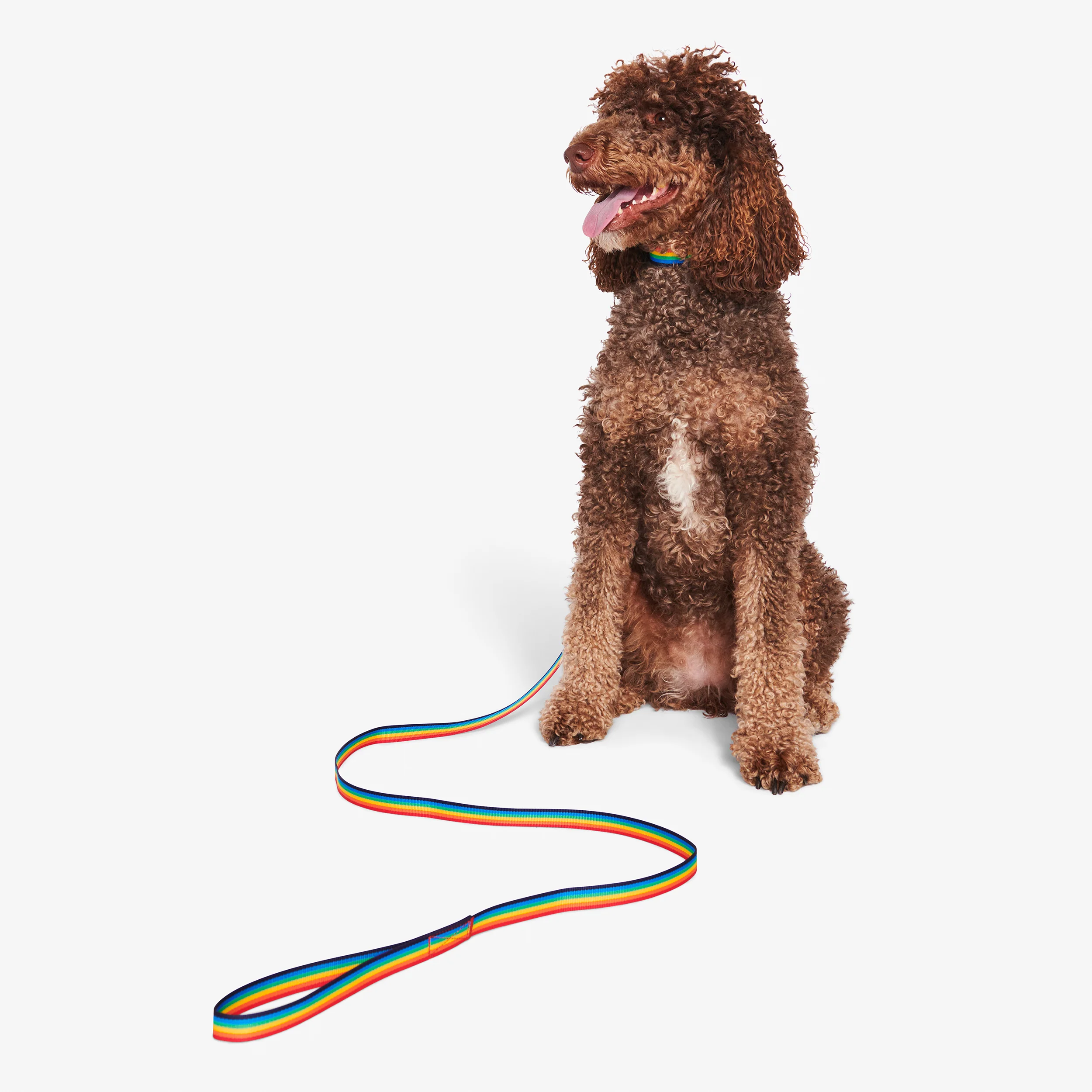 Rainbow dog leash